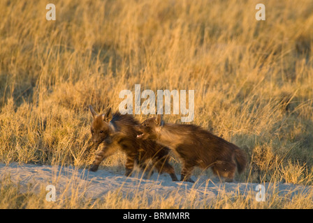 Braune Hyäne Jungen spielen kämpfen Stockfoto