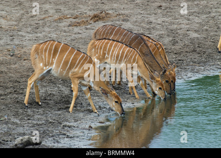 Weiblicher Nyala trinken an einer Kante der Flüsse Stockfoto