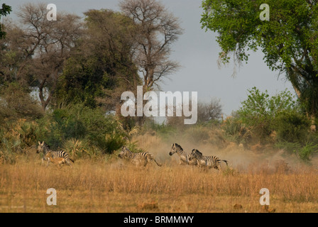 Zebras laufen, sprinten, Weg von einem Waldgebiet Stockfoto