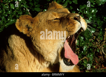 Löwe (Panthera Leo) Gähnen Stockfoto