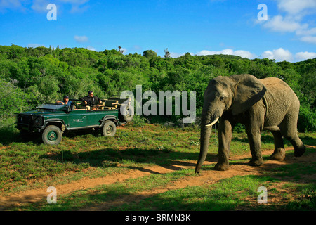 Elefant und Safari Pirschfahrt Stockfoto