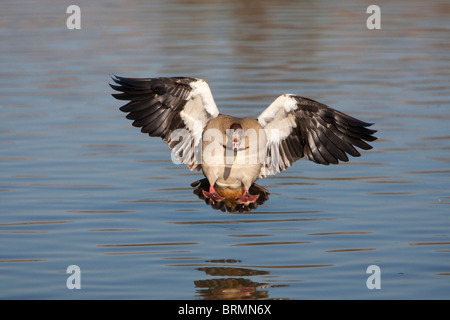 Nilgans Landung auf Wasser Stockfoto