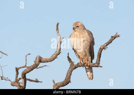 Eidechse Bussard thront auf einem trockenen Ast Stockfoto