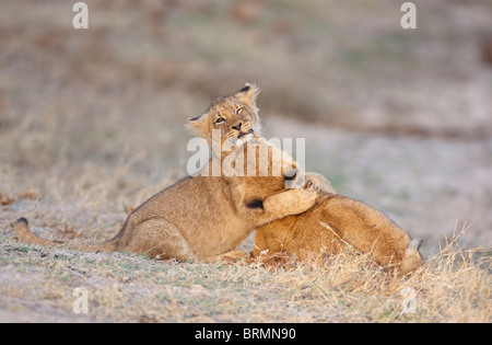 Zwei Löwenbabys spielen kämpfen miteinander Stockfoto