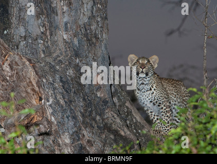 Leopard Cub in der Gabel eines Baumes suchen skywards Stockfoto