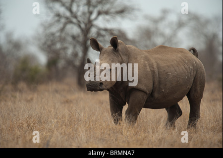 White Rhino mit kleinen Horn zu Fuß durch Trockenrasen Stockfoto