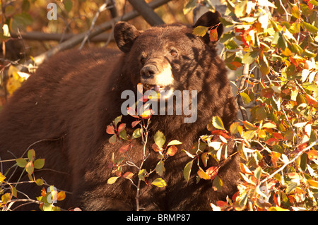 Stock Foto von einem Amerika Schwarzbären ernähren sich von Beeren in einem Fluss Hawthorne Strauch, Grand-Teton-Nationalpark, Wyoming Stockfoto