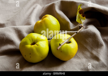 Drei Quitten (vom japanischen Quitte Strauch / Chaenomeles Japonica) frisch aus dem Garten gepflückt. Stockfoto