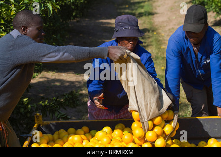 Arbeiter, die Entleerung eines Beutel mit frisch geerntete Orangen in einen Anhänger mit einem Supervisor in Anwesenheit Stockfoto