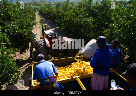 Arbeiter entleeren einen Beutel mit frisch geerntete Orangen in einen Anhänger geparkt in einem Obstgarten Stockfoto