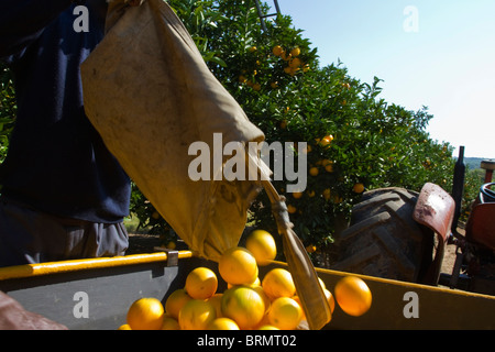 Arbeitnehmer, die einen Beutel mit frisch geerntete Orangen in einen Anhänger zu entleeren Stockfoto