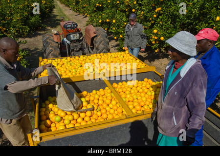Arbeitnehmer, die einen Beutel mit frisch geerntete Orangen in einen Anhänger zu entleeren Stockfoto
