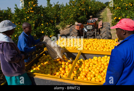Arbeitnehmer, die einen Beutel mit frisch geerntete Orangen in einen Anhänger in einem Obstgarten Entleerung Stockfoto