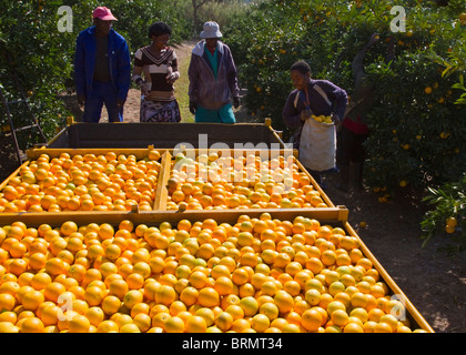 Arbeiter laden frisch gepflückt Orangen auf einen Anhänger im Obstgarten Stockfoto