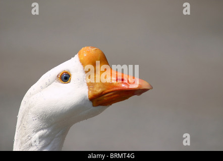 Chinese White Goose Portrait mit klares Auge Stockfoto