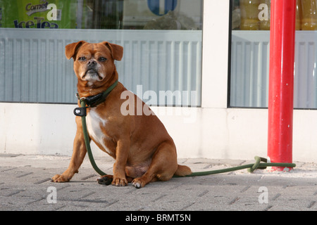 Mongrel (Canis Lupus Familiaris). Alter Mann gebunden an einen Laternenpfahl während der Wartezeit vor einem Supermarkt. Stockfoto