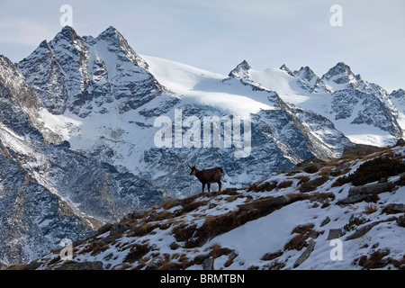 Landschaft im Gran Paradiso Nationalpark mit alpinen Gämse (Rupicapra Rupicapra). Stockfoto