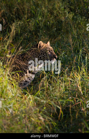 Leopard in langen grünen Rasen bereit zum Sprung Stockfoto