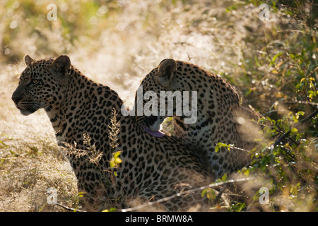 Zwei Leoparden ausruhen im Schatten, Pflege eine der anderen Stockfoto
