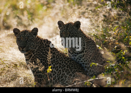 Zwei Leoparden ausruhen im Schatten mit Blick auf die Kamera Stockfoto