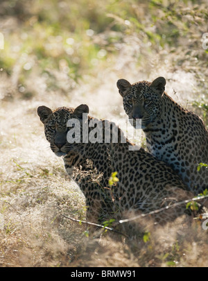 Zwei Leoparden ausruhen im Schatten mit Blick auf die Kamera Stockfoto