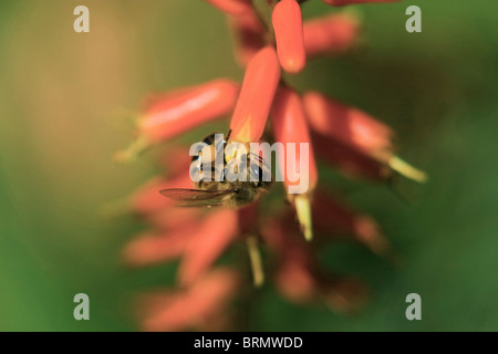 Eine Honigbiene sammeln von Pollen aus einer Aloe-Blume Stockfoto