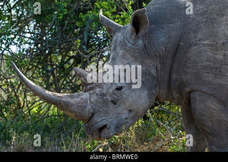 Seite Ansicht Porträt eines weißen oder Square-lippige Rhinoceros (Ceratotherium Simum Simum) Stockfoto