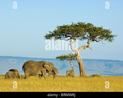 Eine kleine Herde von afrikanischen Elefanten (Loxodonta Africana) Fütterung im Grasland mit einem einsamen Baum im Hintergrund Stockfoto