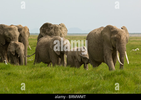 Eine Herde Elefanten (Loxodonta Africana) Wandern über saftig grüne Wiesen Stockfoto