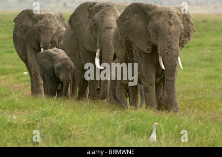 Eine Herde Elefanten (Loxodonta Africana) Wandern über saftig grüne Wiesen Stockfoto