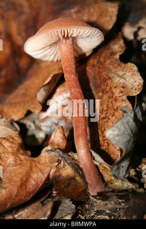 Die Betrüger Lacktrichterling Laccata Taken an Dibbinsdale LNR, Wirral, UK Stockfoto