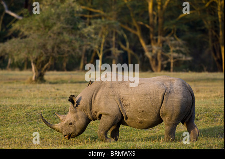 Schwarze Nashorn (Diceros Bicornis Michaeli) Osten afrikanischen Unterarten von selbst mit großen Bäumen im Hintergrund stehend Stockfoto