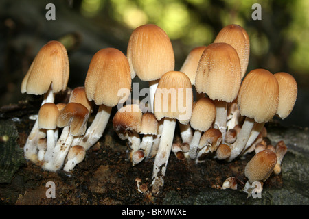 Glitzernde Tinte Cap Coprinellus Micaceus Taken an Dibbinsdale LNR, Wirral, UK Stockfoto