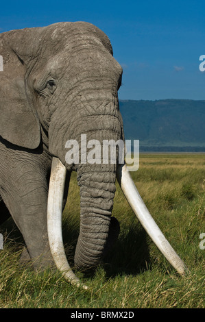 Porträt eines afrikanischen Elefanten (Loxodonta Africana)-Bullen mit langen Stoßzähnen. Stockfoto