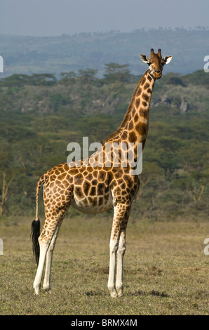 Ein Rothschild-Giraffen (Giraffa Plancius Rothschild) Stockfoto