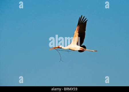 Ein gelb-billed Storch (oder Holz Ibis) (Mycteria Ibis) trägt Nistmaterial im Schnabel Stockfoto