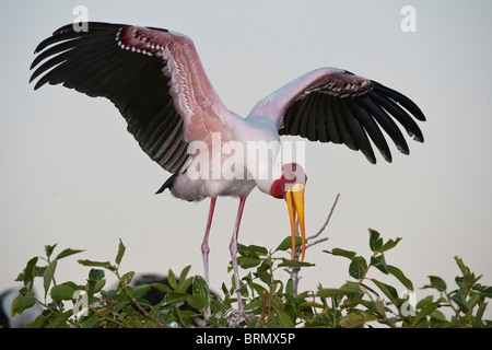 Ein gelb-billed Storch (oder Holz Ibis) (Mycteria Ibis) im Gefieder Quartiere am Gadikwe Heronry Zucht Stockfoto