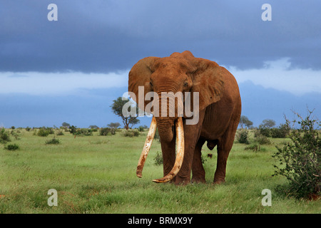 Großer Elefant (Loxodonta Africana) Tusker in rotem Schlamm zu Fuß durch Wiesen mit Gewitterwolken Overhead abgedeckt Stockfoto