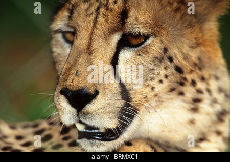 Close-up Portrait eines Geparden (Acinonyx Jubatus) Stockfoto