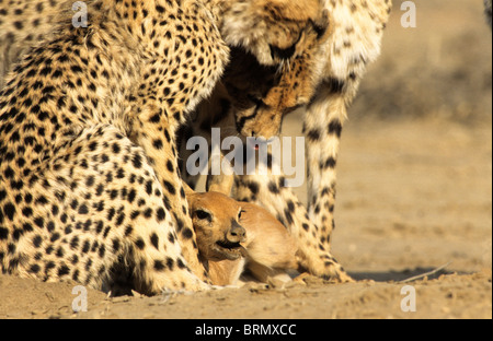 Junge Geparden (Acinonyx Jubatus) mit einem frisch gefangenen Steinböckchen liegen zu ihren Füßen Blöken Stockfoto