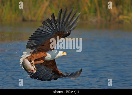 Afrikanischer Fischadler fliegen mit einem Fisch gefangen hat (Foto 5 nacheinander 2608) Stockfoto