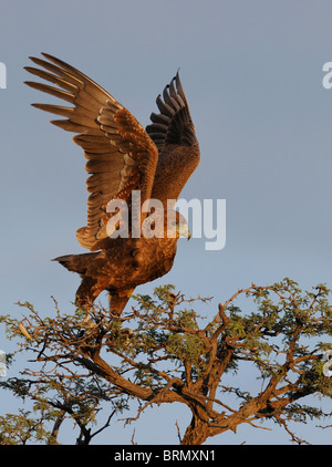 Unreife Bateleur ausziehen aus der Spitze eines Baumes Camelthorn Kalahari (Foto 1 nacheinander 0322) Stockfoto