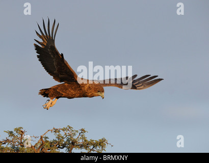 Unreife Bateleur ausziehen aus der Spitze eines Baumes Camelthorn Kalahari (Foto 4 nacheinander 0322) Stockfoto
