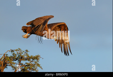 Unreife Bateleur ausziehen aus der Spitze eines Baumes Camelthorn Kalahari (Foto 5 nacheinander 0322) Stockfoto