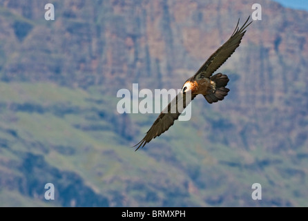 Bartgeier im Flug vor dem Hintergrund der Drakensberge Stockfoto