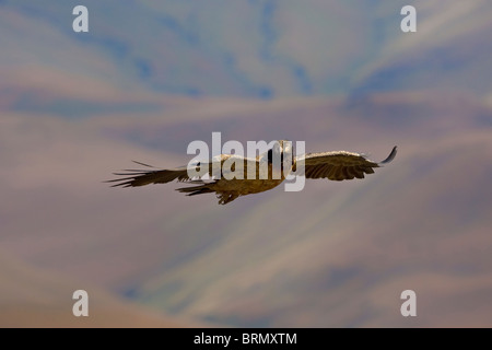 Bartgeier im Flug vor dem Hintergrund der Drakensberge Stockfoto