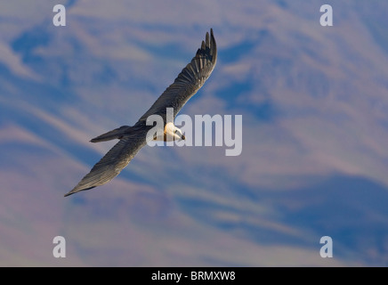 Bartgeier im Flug vor dem Hintergrund der Drakensberge Stockfoto