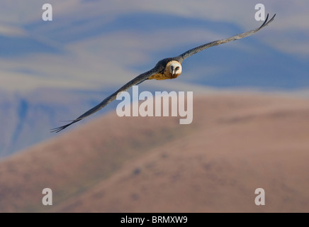 Bartgeier im Flug vor dem Hintergrund der Drakensberge Stockfoto