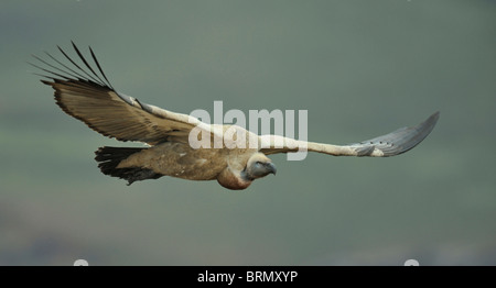 Cape Gänsegeier im Flug Stockfoto