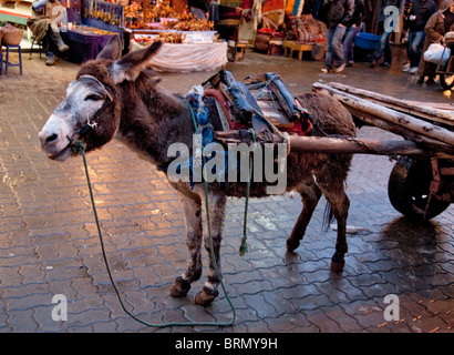 Esel genutzt um einen Wagen auf einem Markt Stockfoto